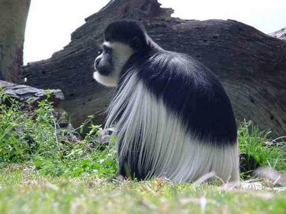 非洲特有的灵长目动物  黑白疣猴