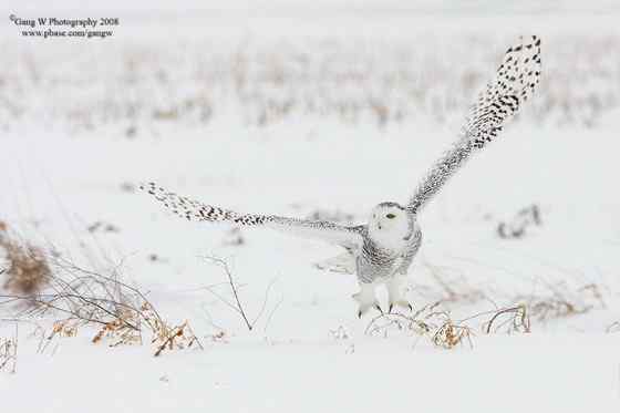 洁白的雪鸮 洁白的雪鸮