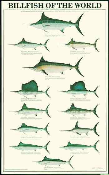 海明威《老人与海》中的旗鱼 Sailfish、Billfish