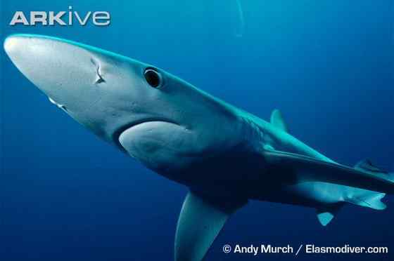 漂亮的鲨鱼  大青鲨、虎头鲨