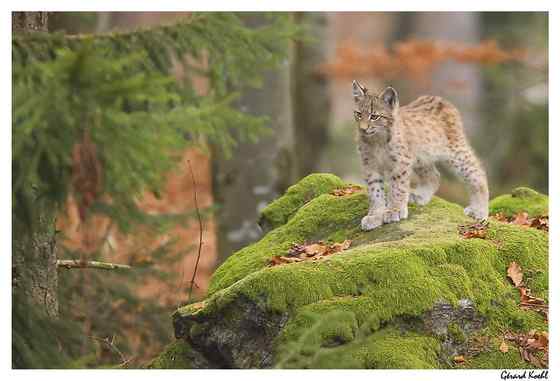 猫科动物  猞猁、羊猞猁、马猞猁