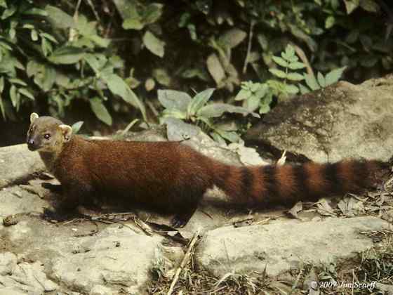 马达加斯加岛仅有的两大食肉哺乳动物之一 环尾獴