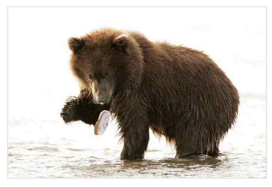 世界上体型最大的陆生猛兽  科迪亚克棕熊