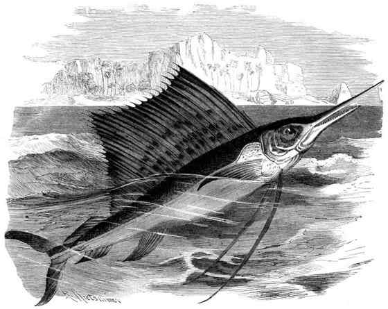 海明威《老人与海》中的旗鱼 Sailfish、Billfish