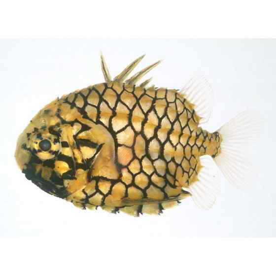 观赏鱼类 松球鱼 pinecone fish