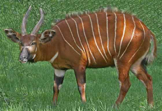 非洲最漂亮的羚羊之一  紫羚 bongo