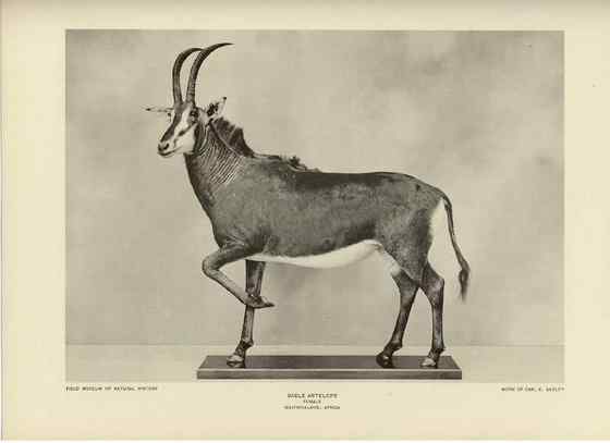 《封神演义》中闻太师的“墨麒麟”  貂羚