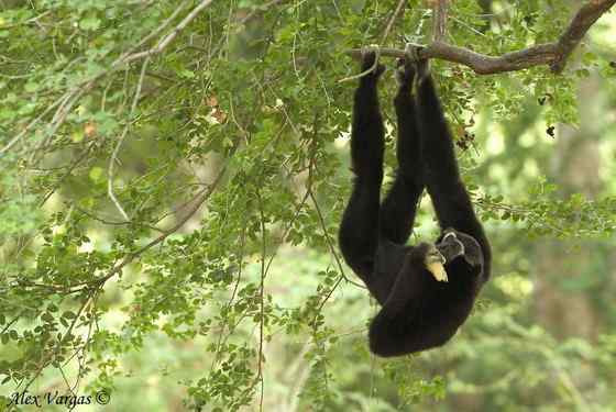 稀有的白掌长臂猿 Hylobates lar