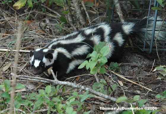 斑臭鼬 长得很漂亮