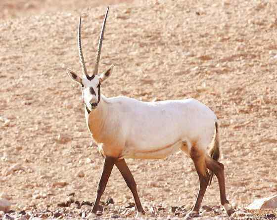 阿拉伯大羚羊 Arabian Oryx