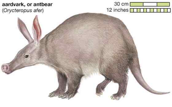 非洲的食蚁兽  土豚 Orycteropus afer