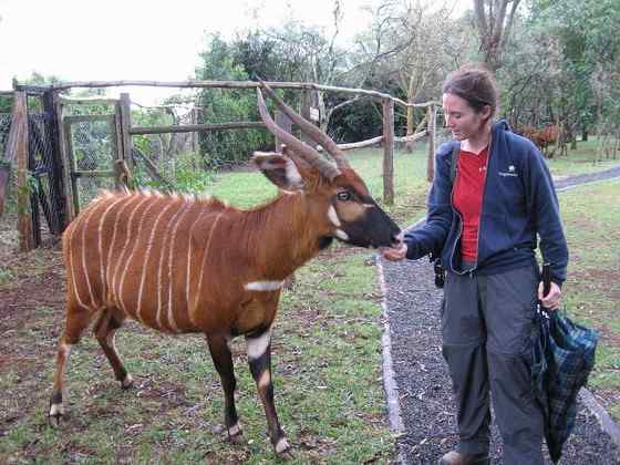 非洲最漂亮的羚羊之一  紫羚 bongo