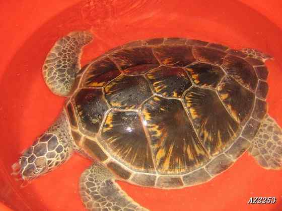 玳瑁是什么动物？一种海龟