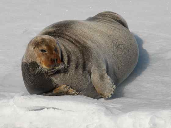 髯海豹 须海豹 Erignathus barbatus