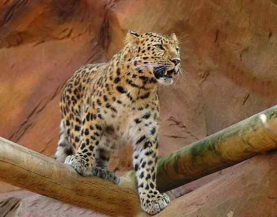 仅次于东北虎的大型猫科动物 远东豹