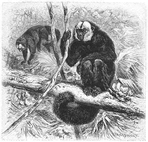 白脸僧面猴 White faced saki 白脸僧面猴 White faced saki