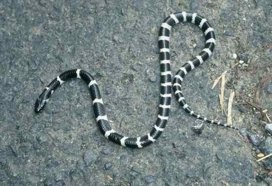 柳宗元的《捕蛇者说》的永州异蛇——银环蛇