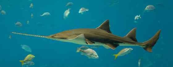 锯鳐 sawfish