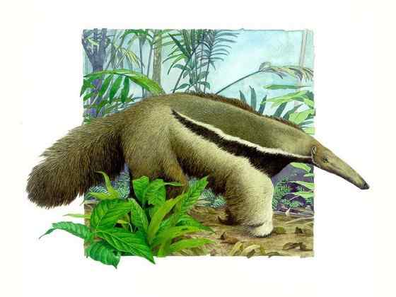 南美洲大食蚁兽