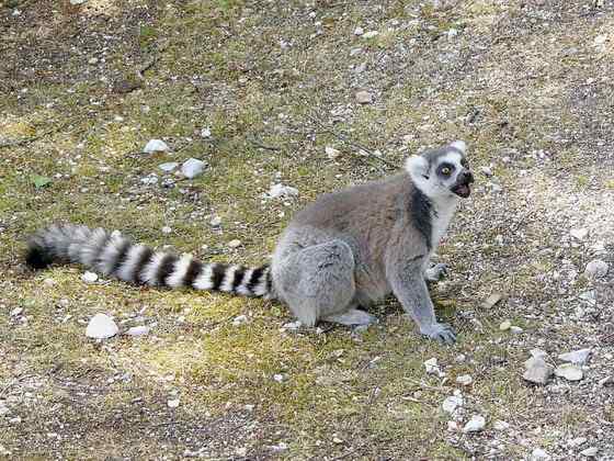 著名的马达加斯加狐猴  环尾狐猴