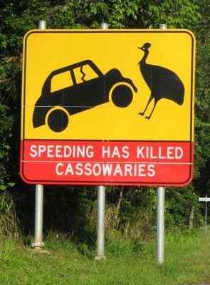 大型走禽——食火鸡(鹤鸵)