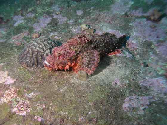 危险的鱼咬人 石鱼 危险的鱼咬人 石鱼