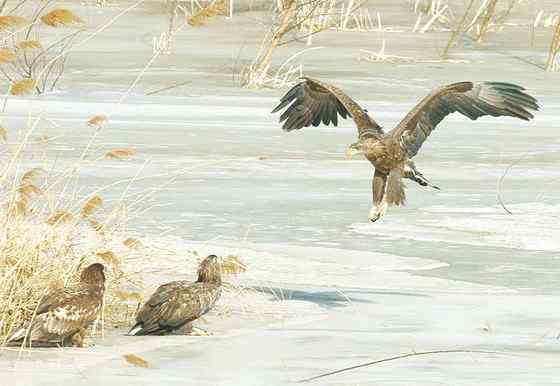 波兰国鸟白尾海雕 Haliaeetus albicilla