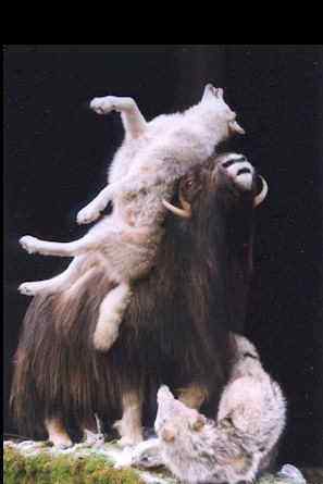 北极地区最大的食草动物  似牛实羊的麝牛