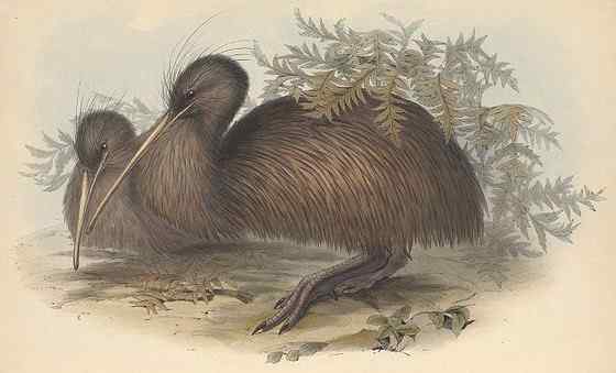 几维鸟 鹬鸵 KIWI