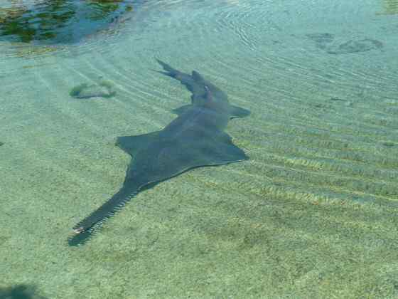 锯鳐 sawfish