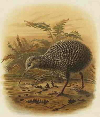 几维鸟 鹬鸵 KIWI