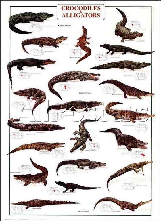 大型鳄鱼 食鱼鳄