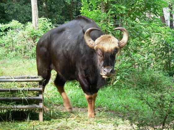 《西游记》中牛魔王的原型 白肢野牛 《西游记》中牛魔王的原型 白肢野牛