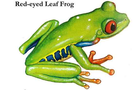 最漂亮的蛙类 红眼树蛙 最漂亮的蛙类 红眼树蛙