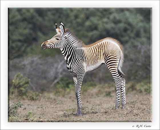 体型最大的斑马 细纹斑马 Equus grevyi