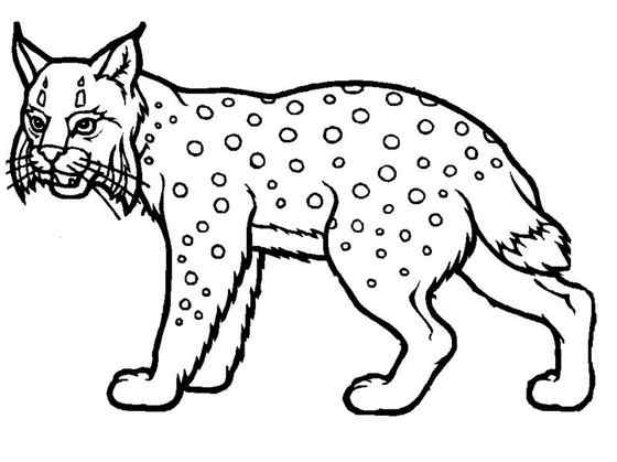 猫科动物  猞猁、羊猞猁、马猞猁