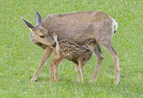 骡鹿 臀部都是白色