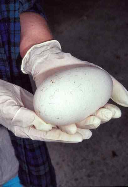 几维鸟 鹬鸵 KIWI