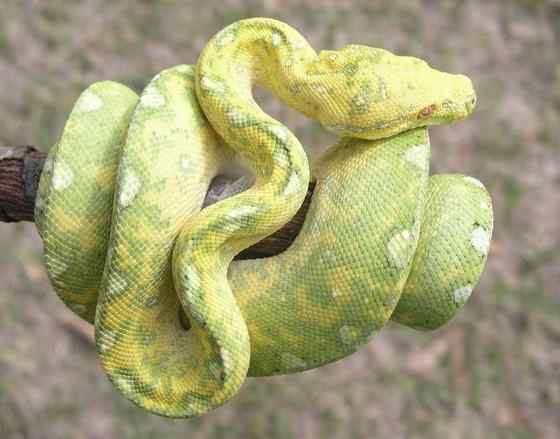 养蟒蛇当宠物  绿树蟒