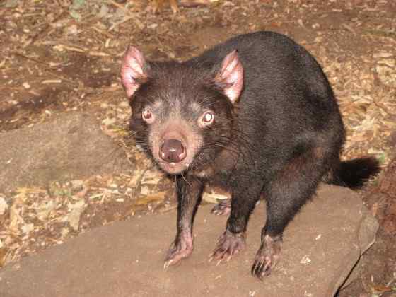 世界上最凶猛的哺乳动物  袋獾