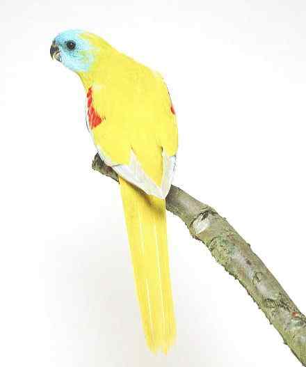 青绿鹦鹉 绿松石鹦鹉