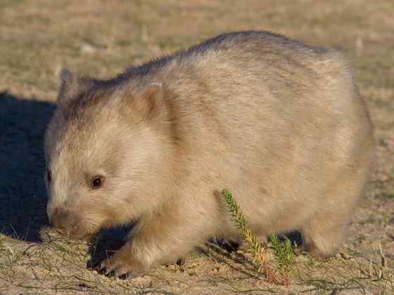 澳洲考拉 袋熊 澳洲考拉 袋熊