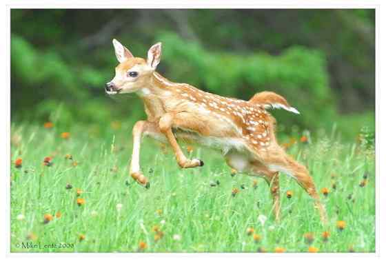 维吉尼亚鹿 白尾鹿 维吉尼亚鹿 白尾鹿