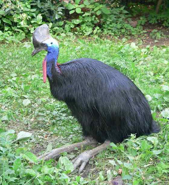 大型走禽——食火鸡(鹤鸵)