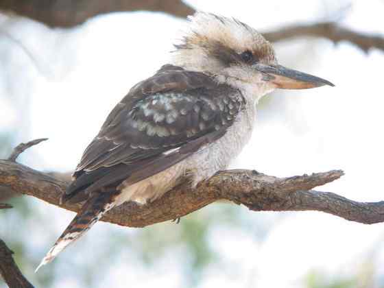 澳洲笑翠鸟 澳洲笑翠鸟