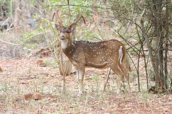 亚洲独有的鹿类  白斑鹿