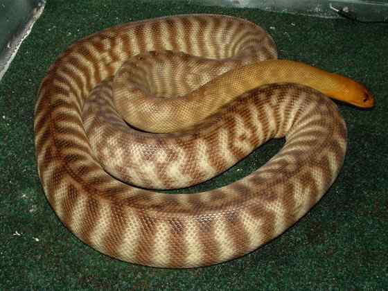 沙漠中的蟒蛇——兰氏盾蟒 Aspidites ramsayi