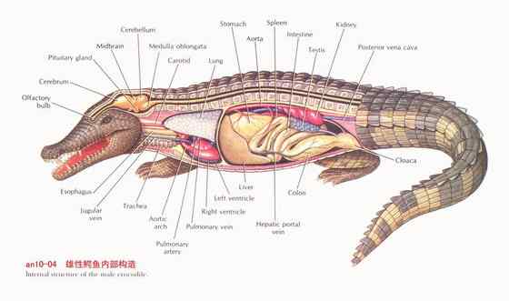 三国周处除三害  湾鳄(还有猛虎和他自己) 韩愈也参加了