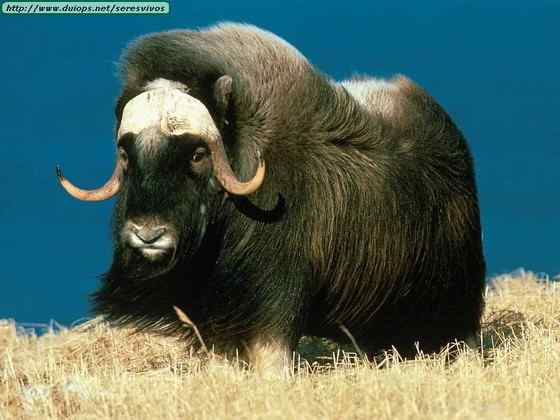 北极地区最大的食草动物  似牛实羊的麝牛