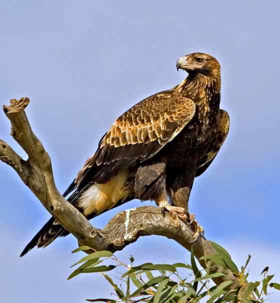 澳大利亚三大猛禽之——楔尾鹰 Aquila audax
